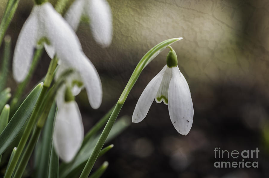 Snowdrops with Texture Photograph by Steve Purnell