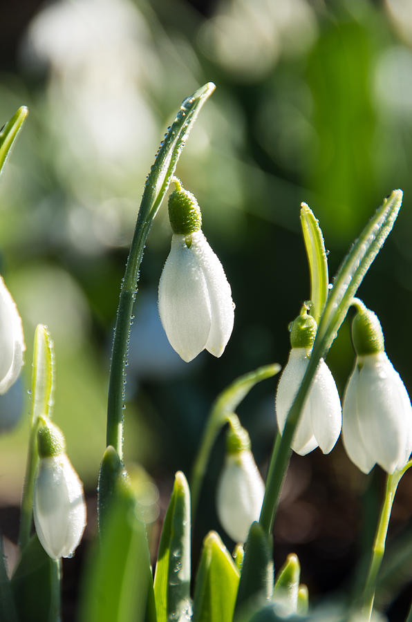 Cheerful Snowdrop Flowers Photograph by Marilyn Wilson