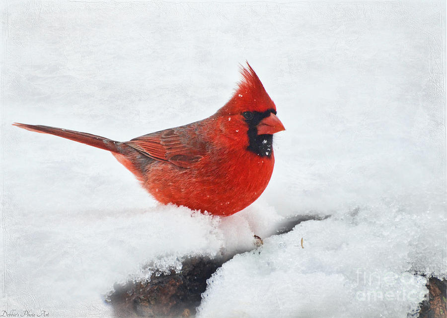 Snowed in Cardinal Photograph by Debbie Portwood