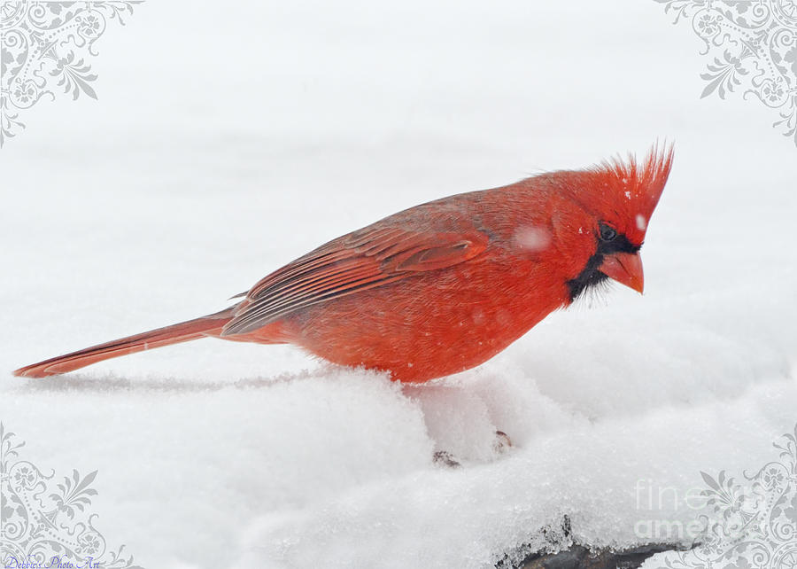 Snowed in Cardinal II Photograph by Debbie Portwood