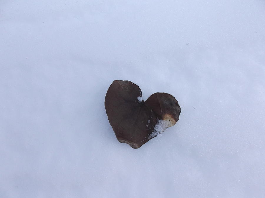 Snowed In Frozen Heart Photograph by Diannah Lynch