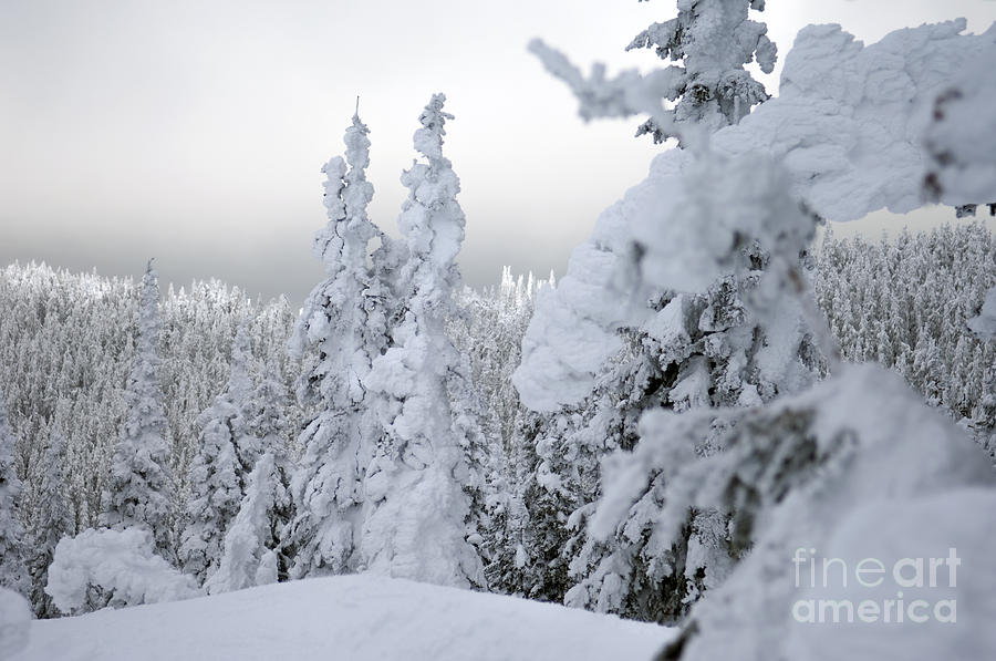 Winter Photograph - Snowed In  by Wildlife Fine Art