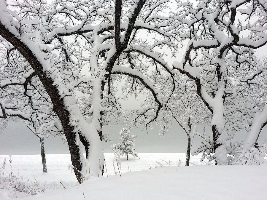 Snowfall Photograph by A K Dayton