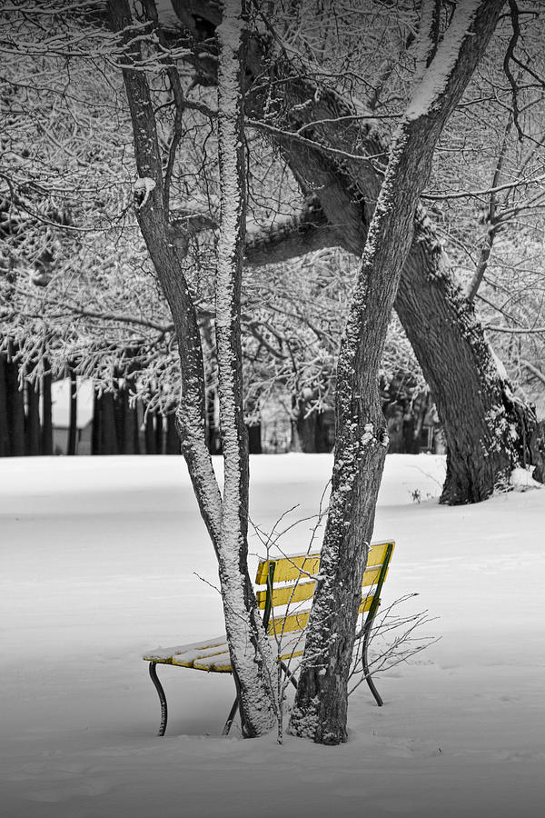Snowfall at Garfield Park with Yellow Park Bench No. 0963BW Photograph by Randall Nyhof