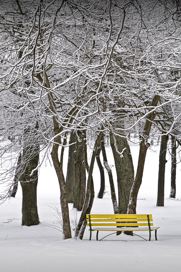 Snowfall at Garfield Park with Yellow Park Bench No. 1069 Photograph by Randall Nyhof