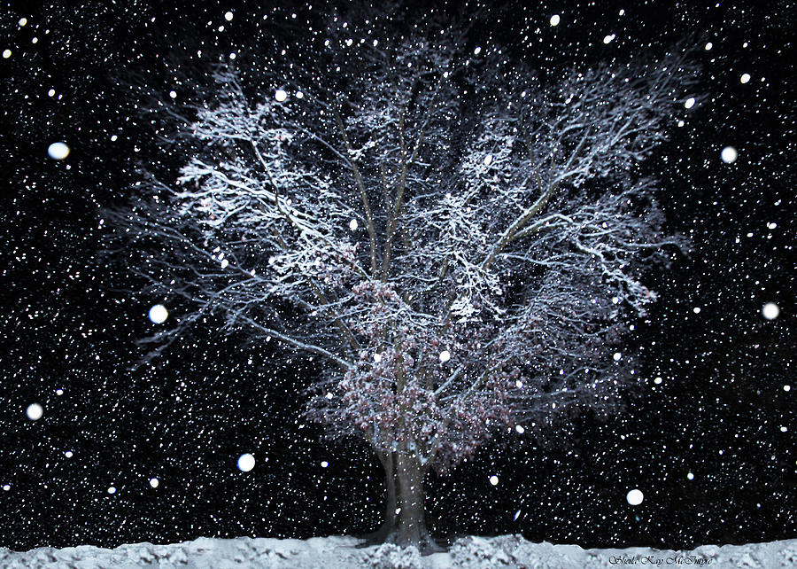 Snowfall at Night Photograph by Sheila Kay McIntyre
