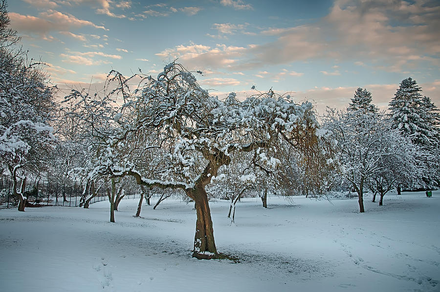 Tree Photograph - Snowfall Ends At Twilight by Gary Slawsky