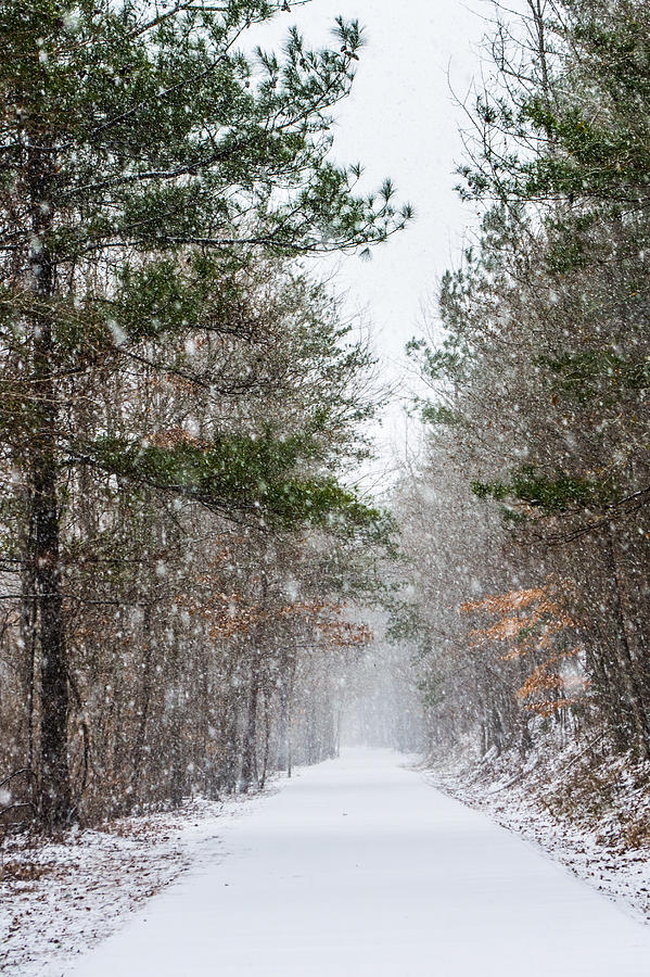 Snowfall Photograph by Parker Cunningham