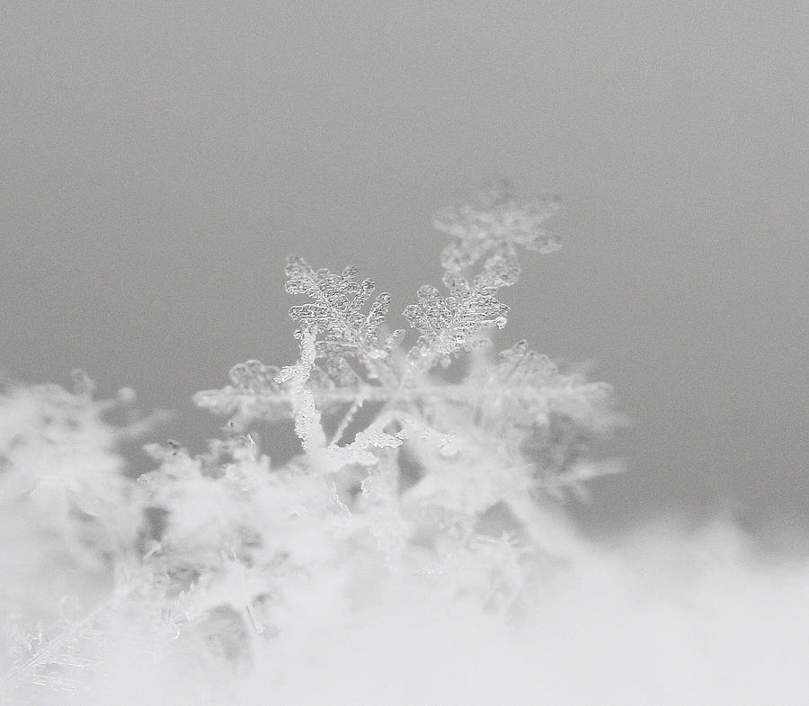 St. Louis Photograph - Snowflake 8 by Becky Lodes