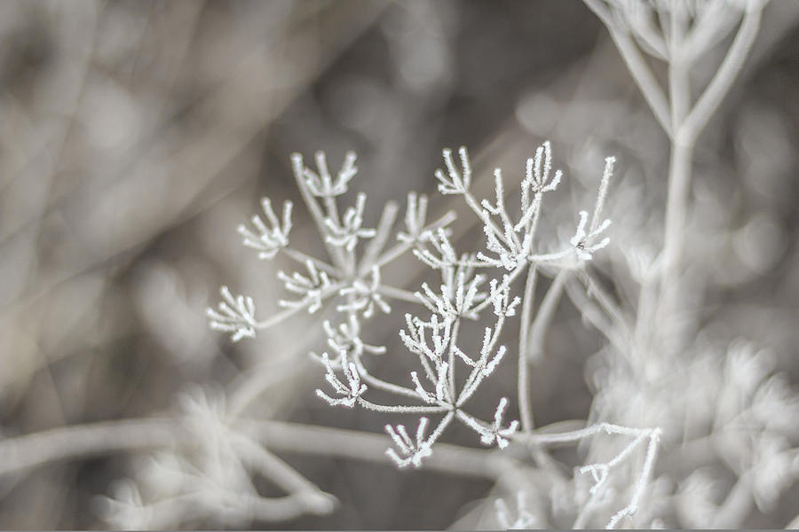Winter Photograph - Snowflake by Aldona Pivoriene