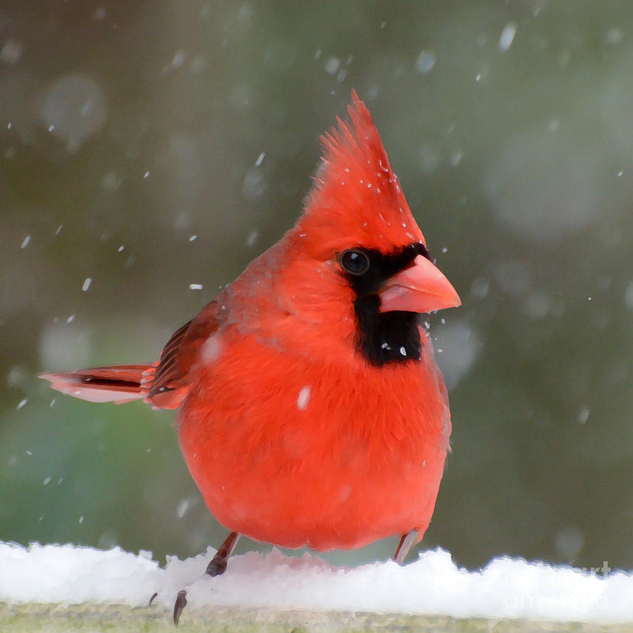 Snowflake Cardinal Photograph by Kerri Farley