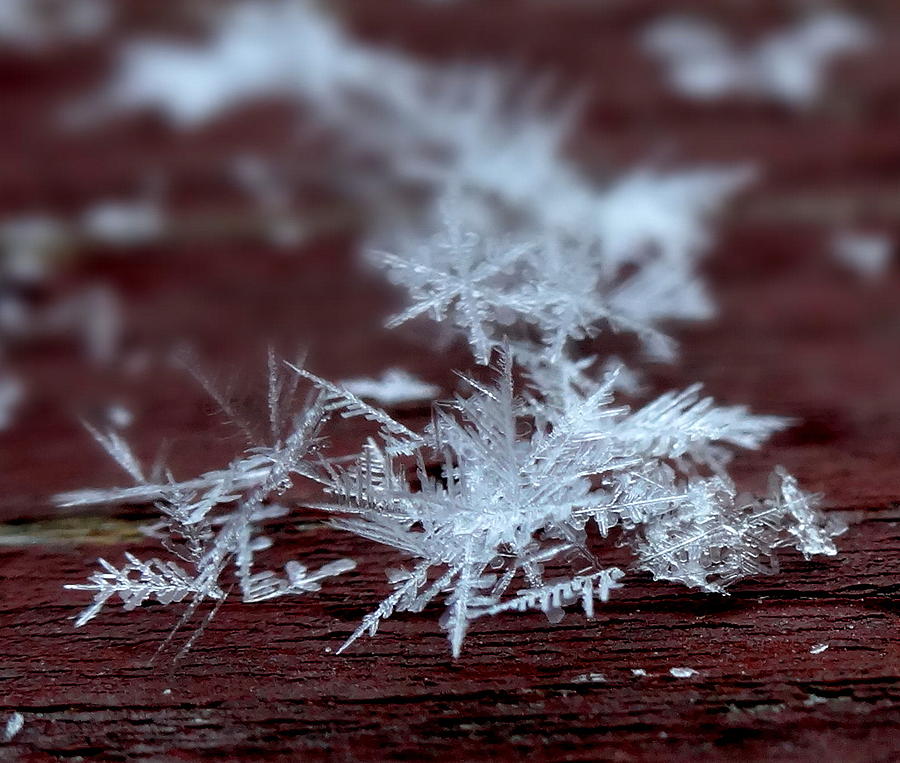 Snowflake Crystals Photograph by Kathleen Luther