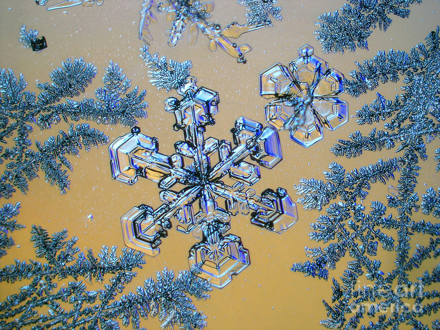 Snowflake Photograph by Eye of Science
