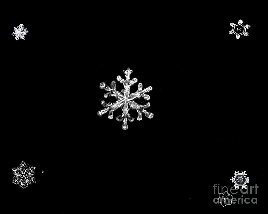 Christmas Photograph - Snowflake Family by Rex E Ater