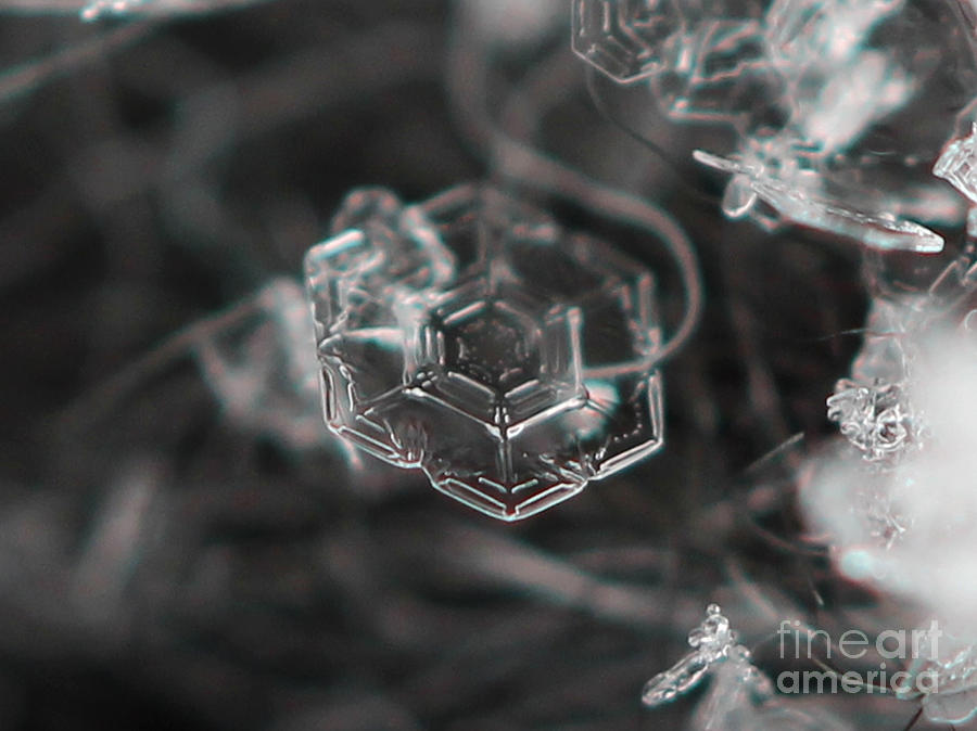 Snowflake Geometry  Photograph by Stacey Zimmerman