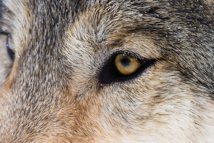 Snowflake Kisses Wolf Eye Up Close Photograph by Nikki Vig