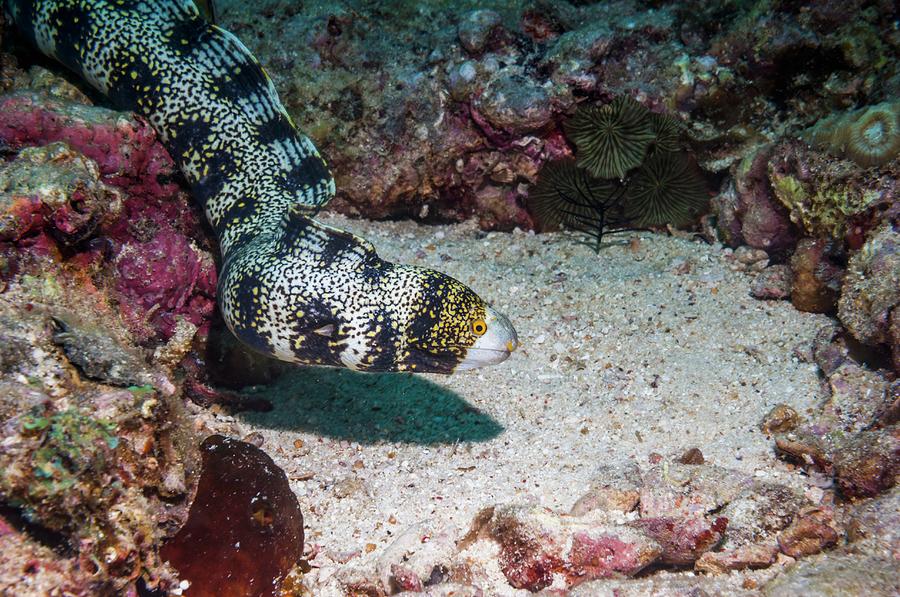 Snowflake Moray Eel for sale