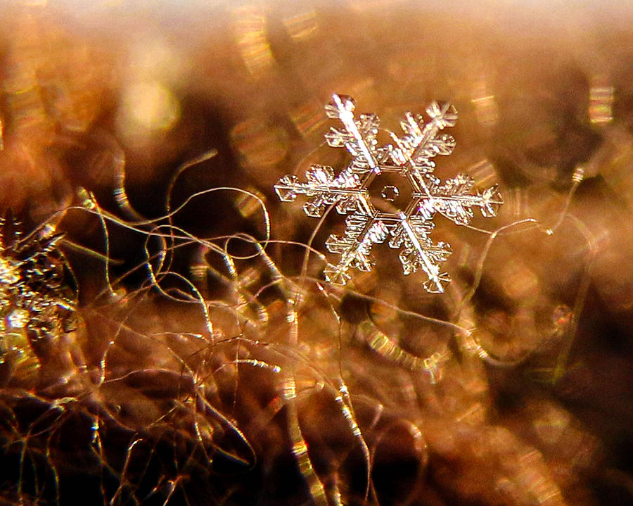 Snowflake on Brown Photograph by Dawn Key