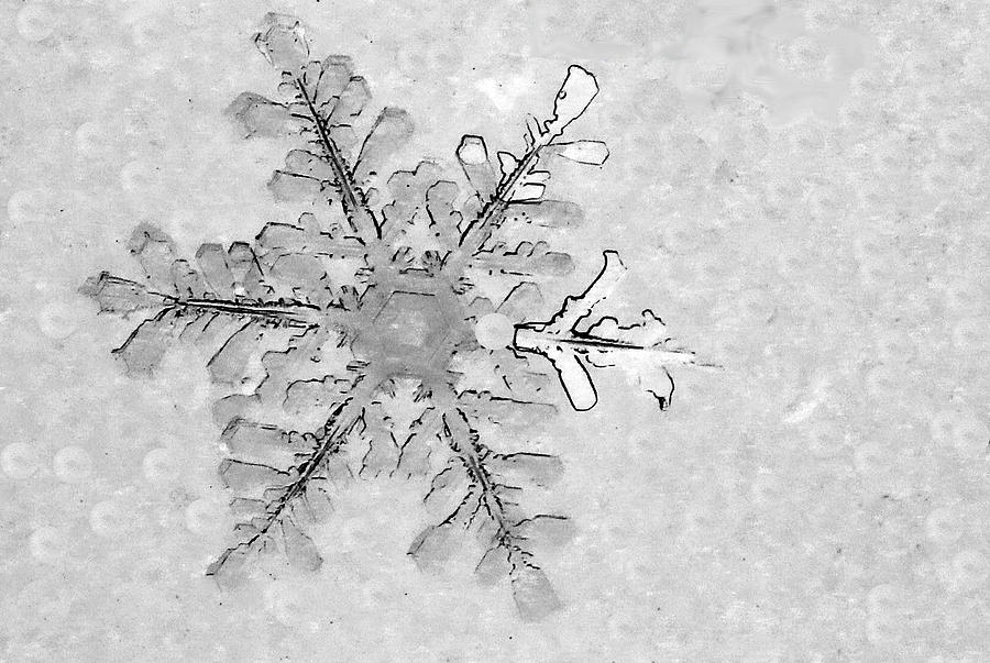Snowflake on Windshield Photograph by Mary Bedy