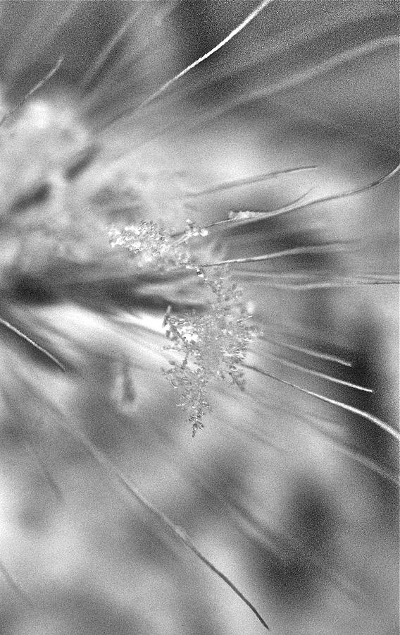 Winter Photograph - Snowflake  by Sandy Tolman