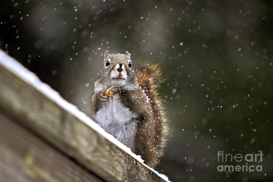 Snowflake Squirrel Photograph by Karin Pinkham
