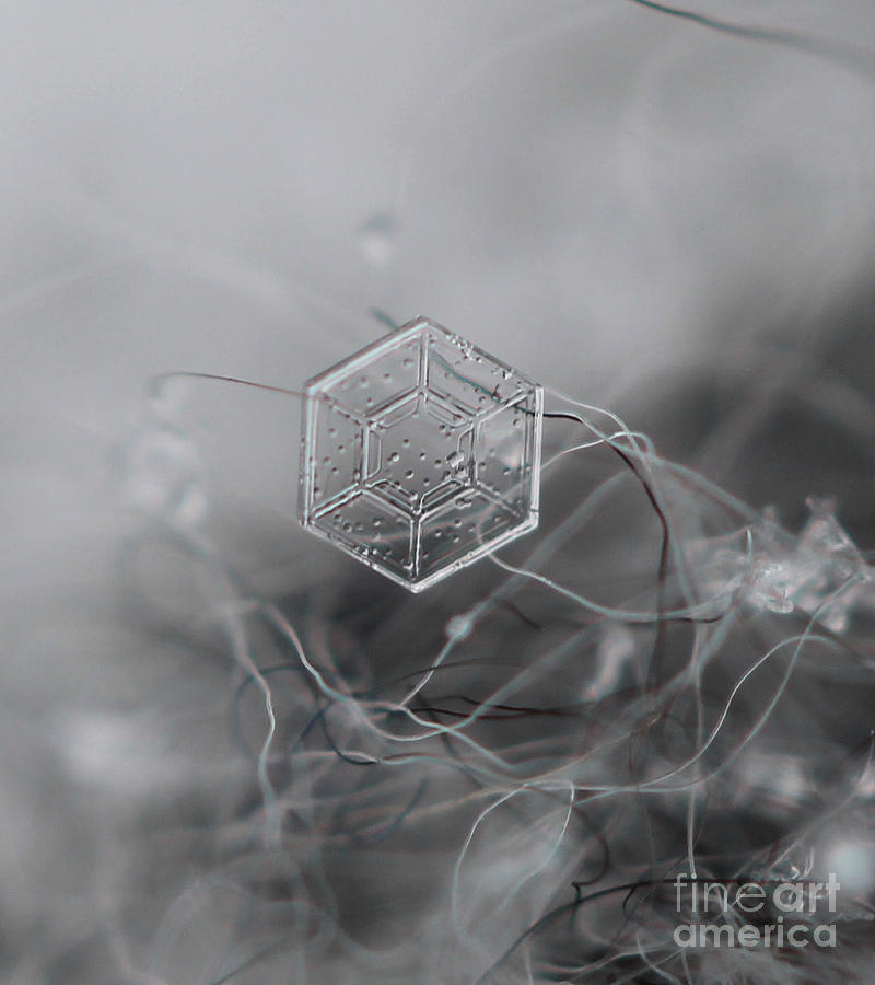Snowflake Symmetry Photograph by Stacey Zimmerman