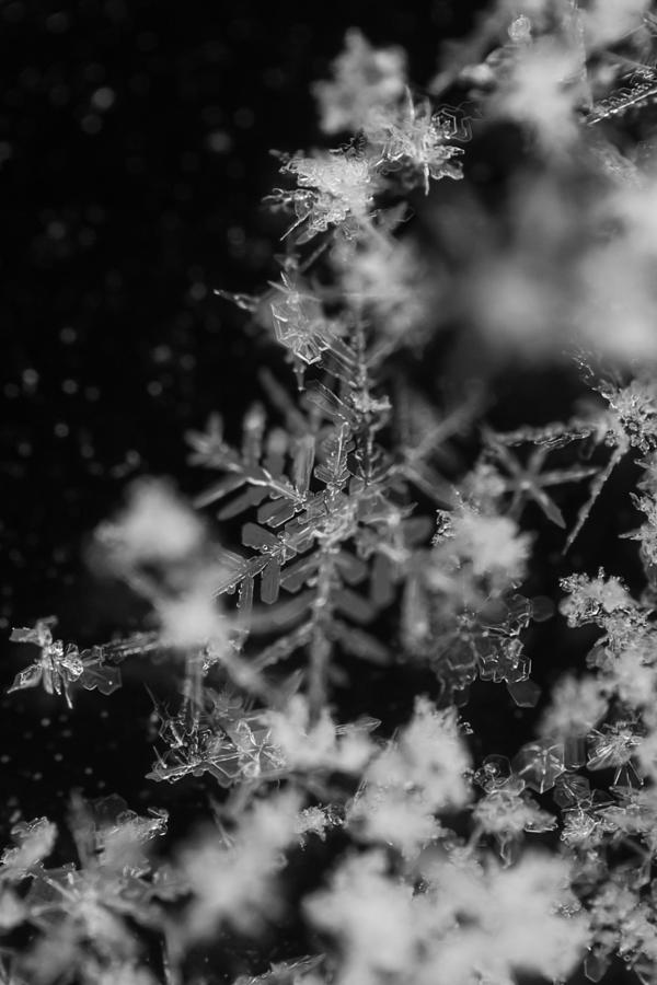 Snowflakes 1 Photograph by Ernest Echols