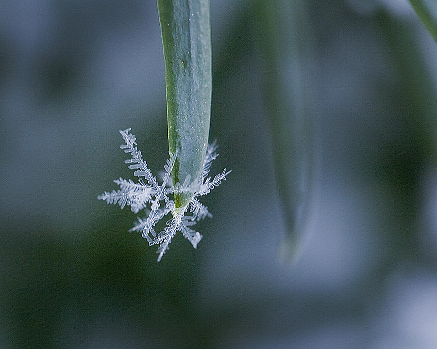 Snowflakes Photograph - Snowflakes 1 by Jeff Klingler