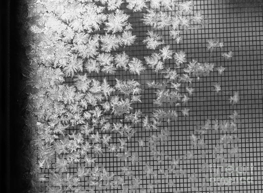 Winter Photograph - Snowflakes abstract 2 by Yumi Johnson