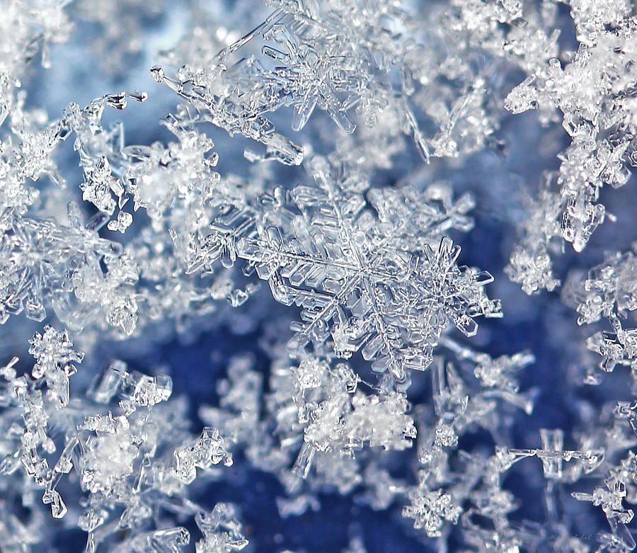 Snowflakes Blue One Photograph by Jennie Marie Schell
