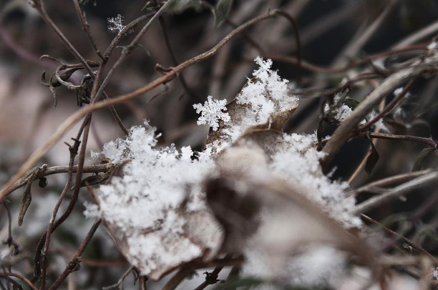 Snowflake Photograph - Snowflakes by Candice Trimble Snowflake Photograph - Snowflakes by Candice Trimble