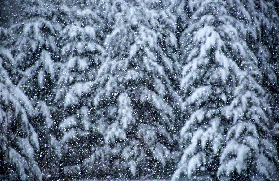 Snowflakes Photograph