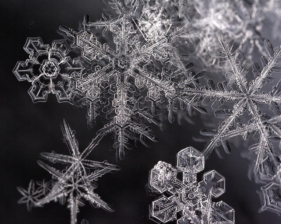 Winter Photograph - Snowflakes by Eunice Gibb