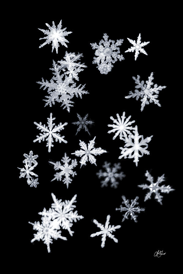 Snowflakes Photograph by Lori Grimmett