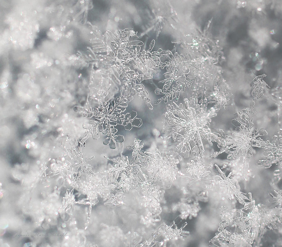 Snowflakes Silver and White Photograph by Jennie Marie Schell