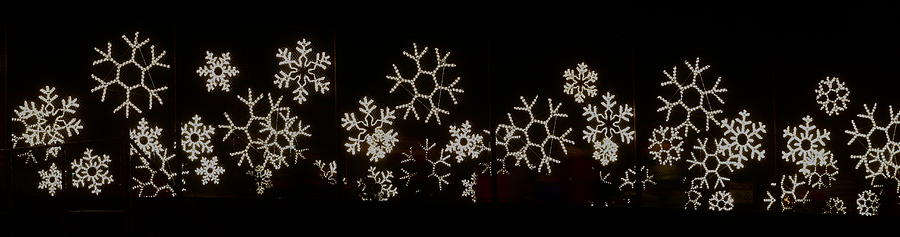 Snowflakes Photograph by Bill Wiebesiek