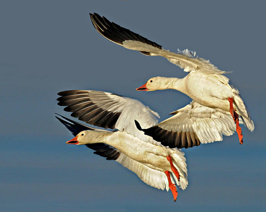Snowgeese Photograph by Dave Mills