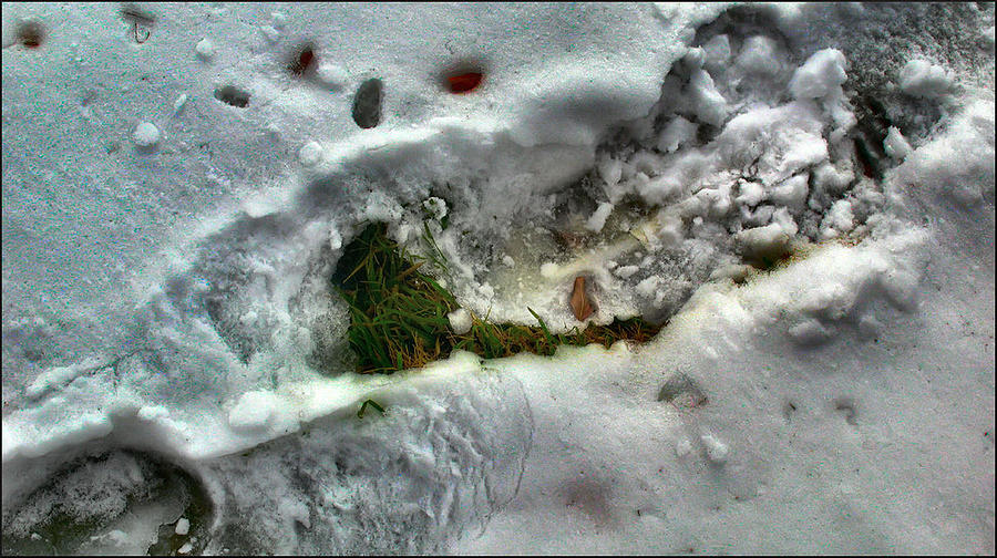 Winter Photograph - Snowgrassleafcomp 2009 by Glenn Bautista