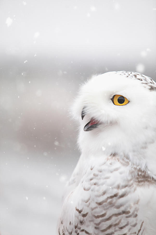 Wildlife Photograph - Snowie in the Snow by Carrie Ann Grippo-Pike