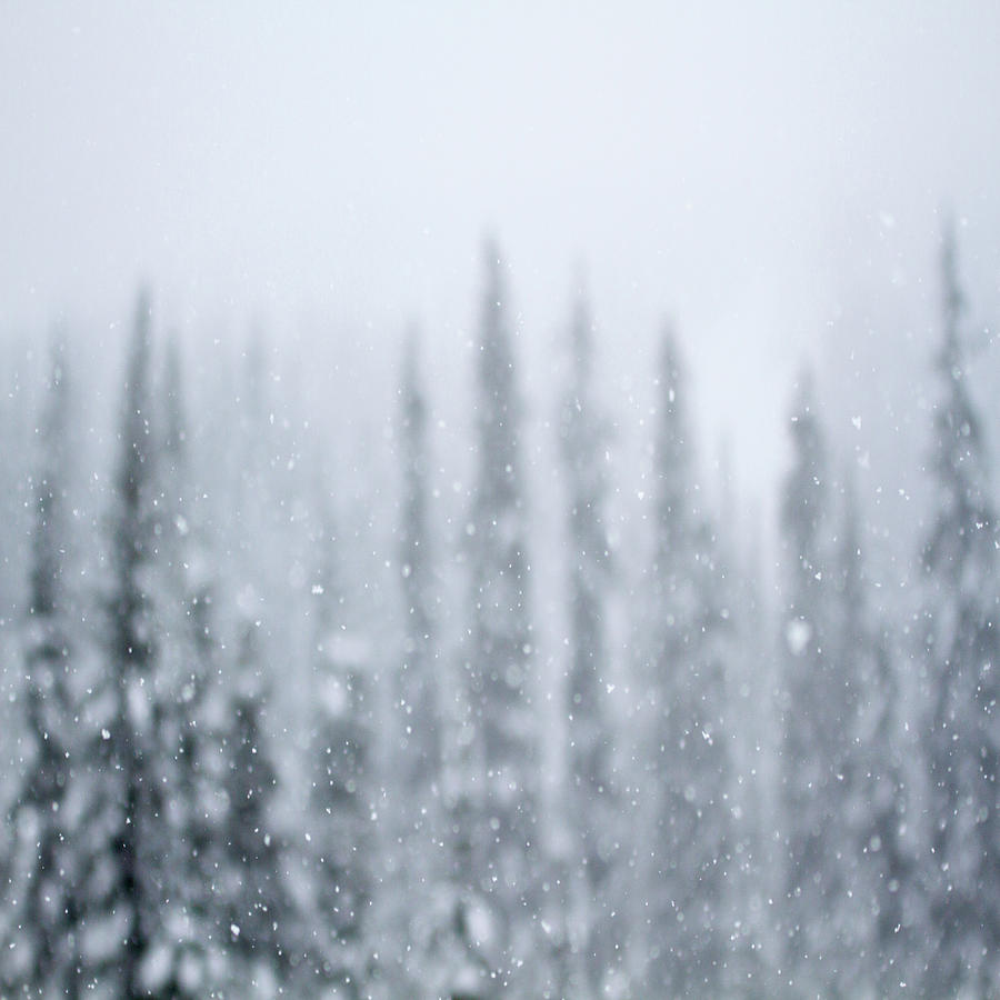 Snowing Falling In The Forest Photograph by Allen Donikowski