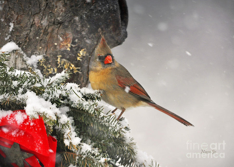 Female Cardinal Snowing Photograph by Nava Thompson