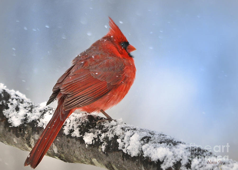 Snowing on Red Cardinal Photograph by Nava Thompson