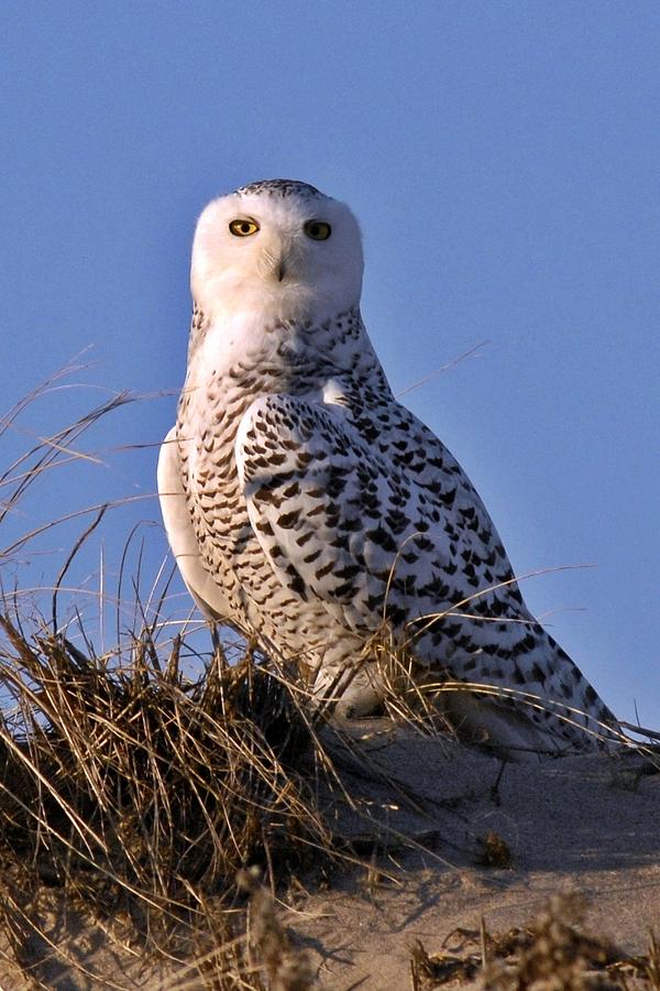 Snowy Owl on Plum Island Photograph by Rick Frost - Fine Art America