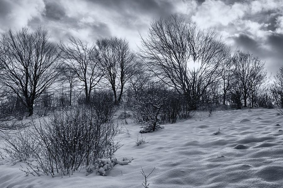 Winter Photograph - Snowland by Mike Santis