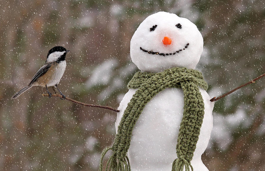 Snowman and Chickadee Photograph by Jayne Gulbrand - Fine Art America