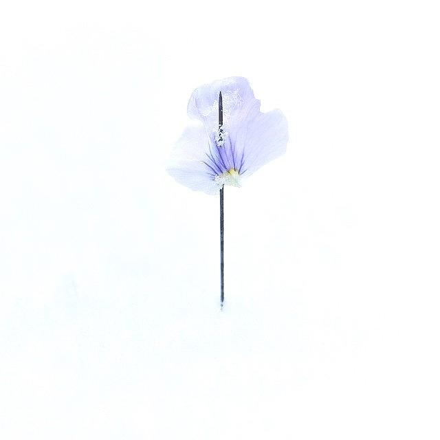 Snow/petal Photograph by John Doe