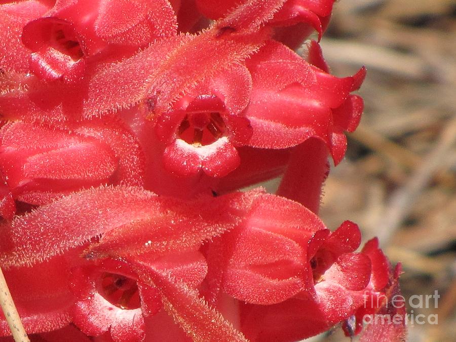 Snowplant Close-Up Photograph by Michele Penner