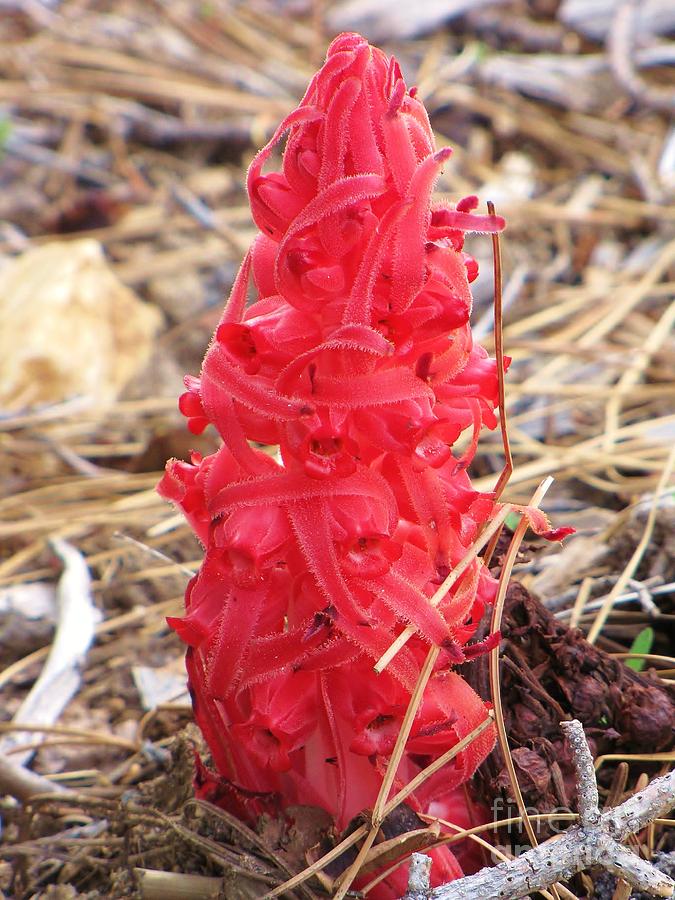 Snow Plant Photograph - Snowplant by Michele Penner