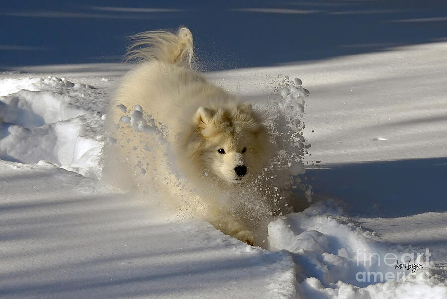 Dog Photograph - Snowplow by Lois Bryan