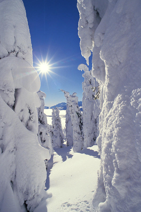 Winter Photograph - Snowscape Snow Covered Trees And Bright Sun by Anonymous
